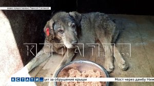 Волонтёр, спасавшая застрявшую между гаражами собаку, застряла сама и едва не погибла
