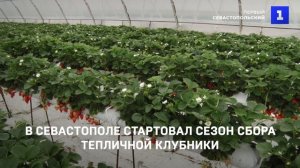 В Севастополе стартовал сезон сбора тепличной клубники