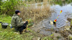 ПРИРОДА ПРОСЫПАЕТСЯ: УТРЕННЯЯ РЫБАЛКА С СОБАКОЙ И ТОТ САМЫЙ МОМЕНТ С ПОПЛАВКОМ.