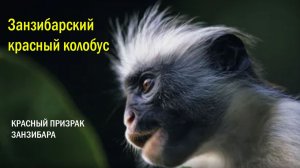 🐒🩸 КРАСНЫЙ ПРИЗРАК ЗАНЗИБАРА: Почему эта обезьяна ест УГОЛЬ и у неё нет ПАЛЬЦЕВ? 🤯