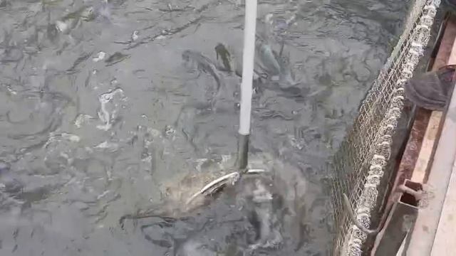 14.05.26 г. РК Соколиное Гнездо . смотреть онлайн