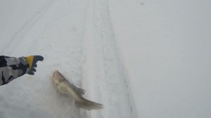Карелия 2026. Водлозеро