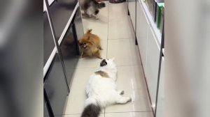 Приколы с котиками и собаками