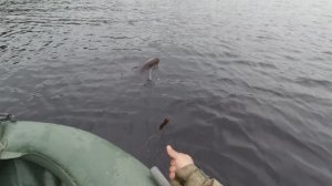 Утром начался щучий жор. Рыбалка на кружки. Пришлось ловить кружки по всему озеру. Рыбалка с лодки