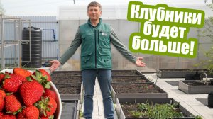 Борная кислота для клубники: как и когда обработать