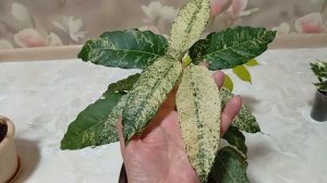 Комнатные растения. Мои фикусы. Как укореняю черенки фикусов.