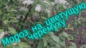 #надаче#После заморозка❄️
14.05.26.