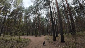 Sosnovoborsk 'Squirrel House' Walking Tour 4K