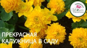 КАЛУЖНИЦА  В САДУ