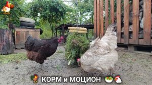 Кормление кур овощами и фруктами для зарядки и от скуки 🥗🐓🤗  (95)