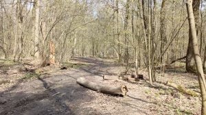 Звуки природы