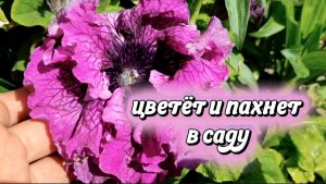 Цветут цветы, падуб, камнеломки в южном саду