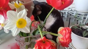 Кот хочет травки зелёной))
