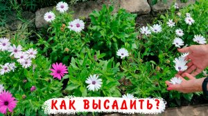 Высаживаю остеоспермум Баллада в открытый грунт