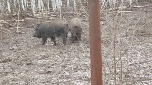 Охота на Кабана