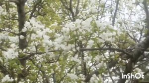 распаковка чек 😃🤦♀красота нашей сибири 🤗Енисей батюшка! цветущие деревья!кругом красота ❤