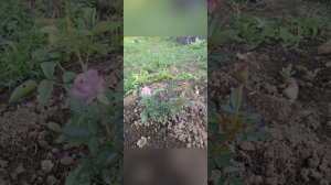 огород увлечения