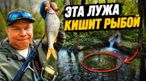 Я ПРОШЁЛ МИМО… А ТАМ РАЗДАЧА ПЛОТВЫ | Мормо-ТЕЛЕСКОПЧИК ЗА КОПЕЙКИ