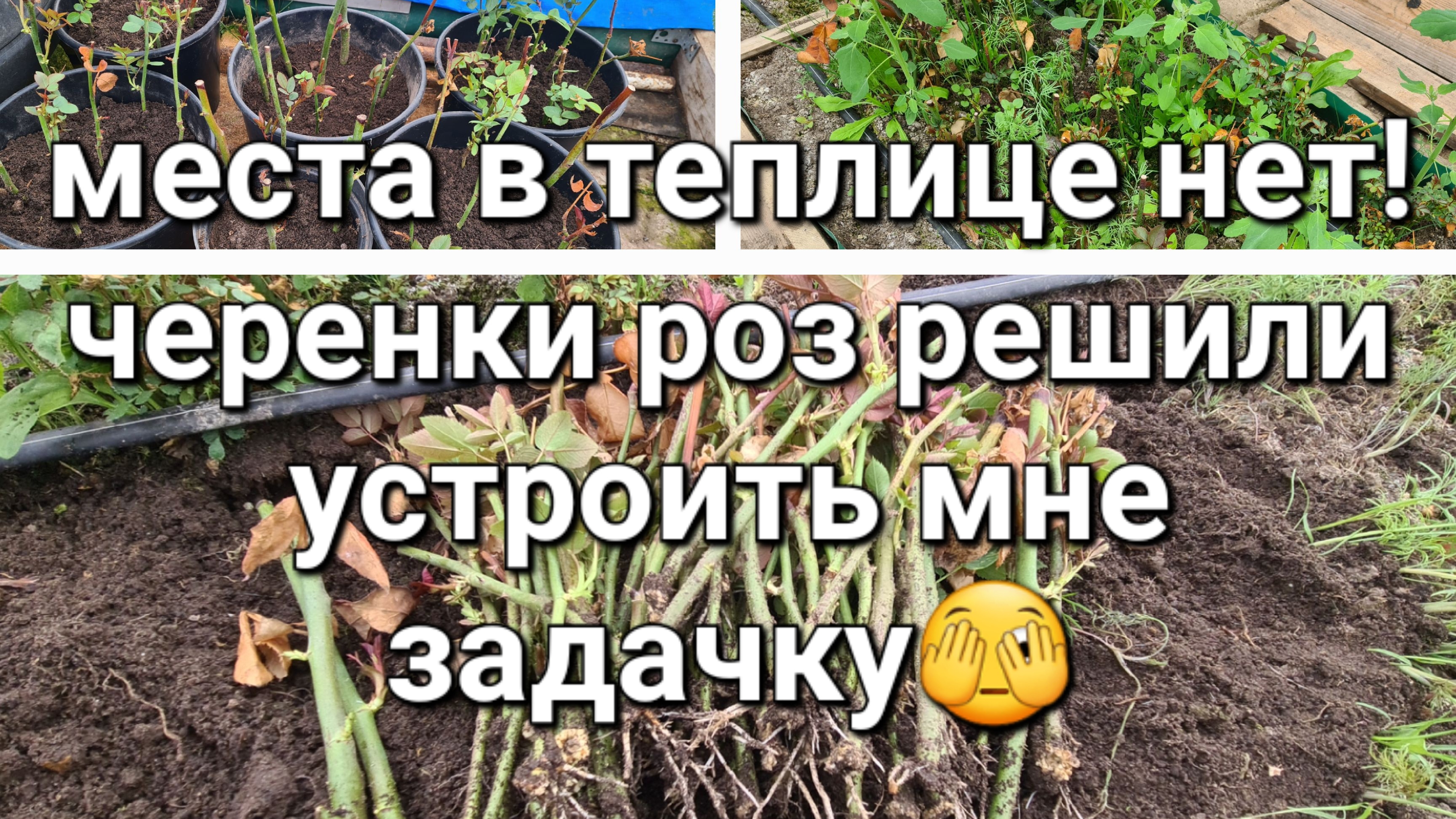 Черенки роз укоренились без ухода! Для рассады места нет!