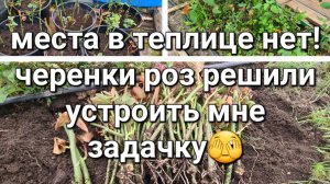 Черенки роз укоренились без ухода! Для рассады места нет!