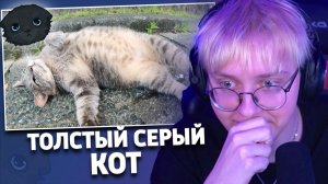 ДРЕЙК СМОТРИТ НА ТОЛСТОГО СЕРОГО КОТА