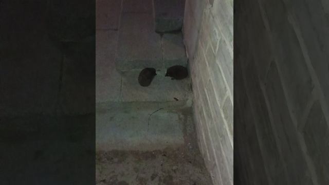 Ежи смотреть онлайн
