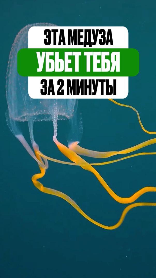 Эта медуза-убийца ждёт вас на море
