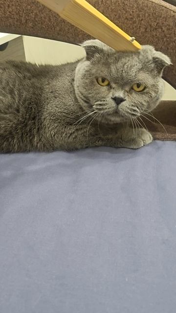 Шотландская вислоухая кошка Риана 14.05.2026.