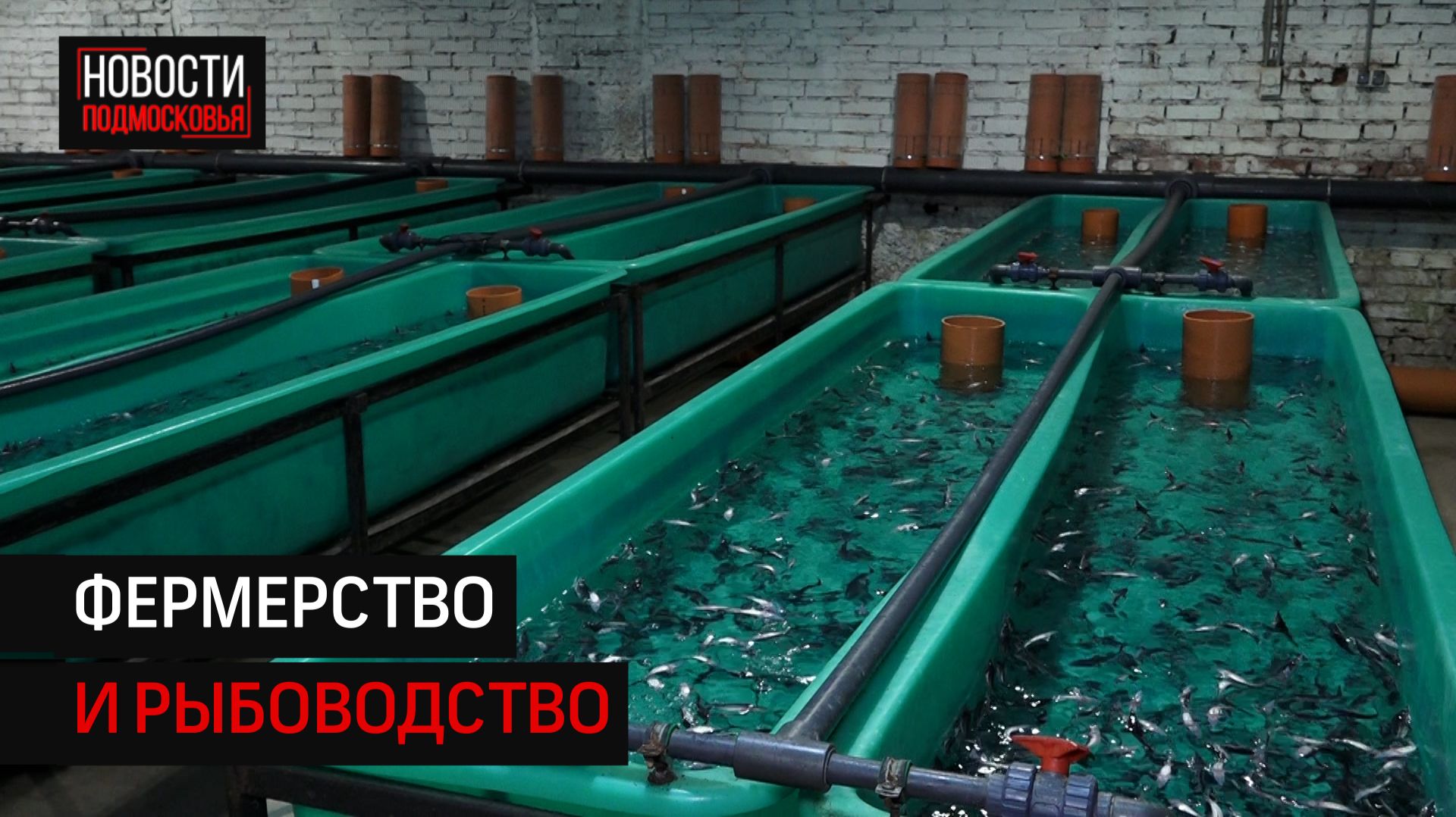 Рыбный завод в Солнечногорске развивается благодаря субсидиям