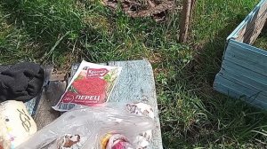 Посев настурции «горячим способом», принесла рассаду цветов на участок, копаю