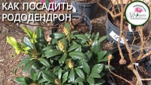 Рододендроны. Секреты правильной посадки