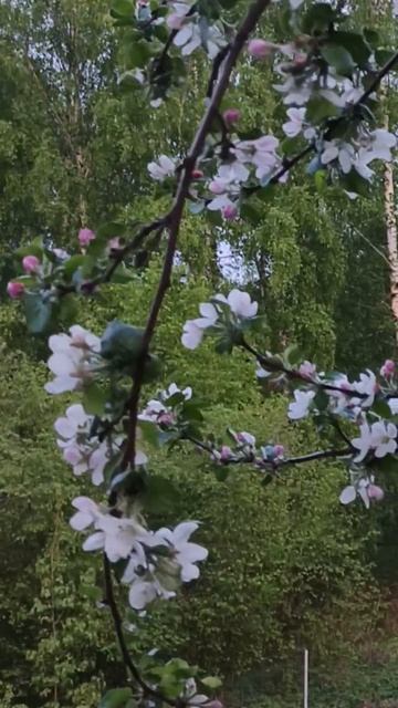 яблонька красавица зацвела
