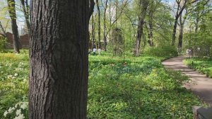 Начало мая, Дангауэровка, Аптекарский огород весной, поделки сына