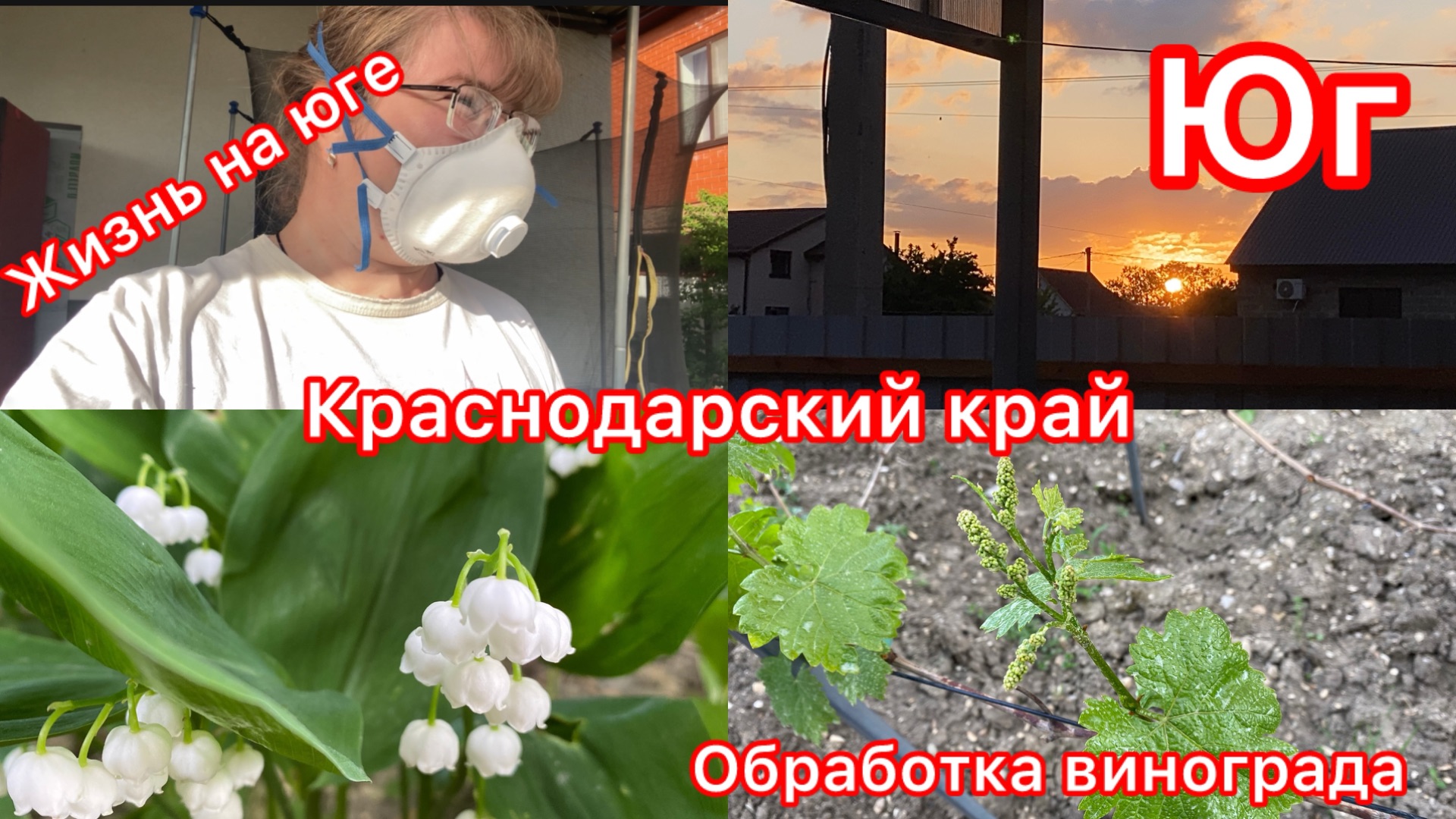 Купили дом. Сажаю всё семенами. Опрыскала виноград. Улитки и ирисы. Жизнь на юге.