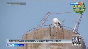 Аист Гера нашел себе пару