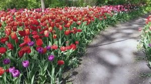 Шикарное цветение тюльпанов в  ЦПКиО...14.05.2026г.