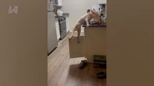 Попробуй не засмеяться! 🤣 Топ-100 самых смешных видео всех времён!