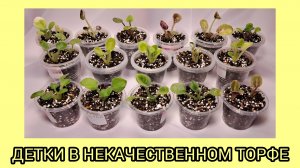 Как растут детки в некачественном торфе.