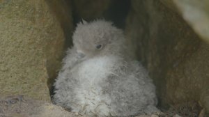 Поймать ветер чтобы улететь. Птица которая лезет на дерево