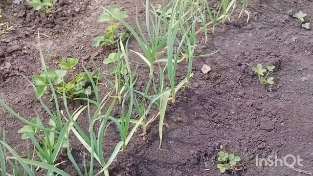 Как и у всех, сад, огород/как живут в русской деревне..