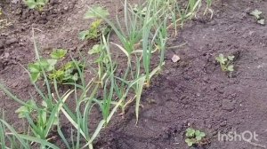 Как и у всех, сад, огород/как живут в русской деревне..