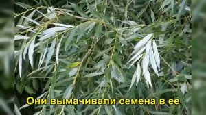 Ива