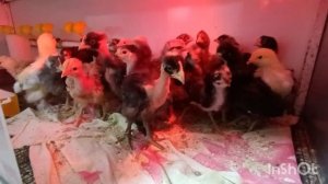 14-05-2026. Вылупились 🐣 ВСЕ.