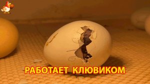 Маленький клювик Легбара расширяет дырку в яйце и пробивает путь к свободе