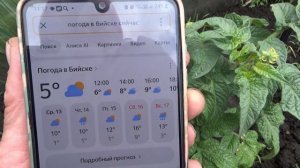 Эти Томатные Гномы тоже скоро станут РУССКИМИ ТОМАТАМИ! Проявили героическую стойкость! 13 мая 2026.