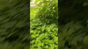 Мы с Надей гуляем по мини лесу и пробежалис на площадке.