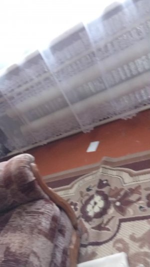 нашёл муравейник дома у бабушки