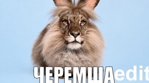 Кирюха 200к и WIARPRO vs  звëздыча