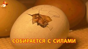 Цыплёнок тяжело дышит в яйце и собирается с силами, чтобы пробить скорлупу