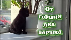 Котенок не сдался двум черным котам: выгнул спину, зашипел и задобрил едой